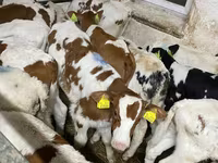 Bull, Simmental cattle — photo 1