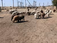 نعجة, Edilbay sheep — الصورة 8