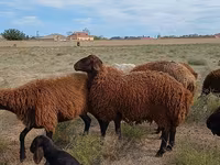 كبش, Karakul sheep — الصورة 4