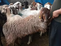 Ram, Sheep — photo 2