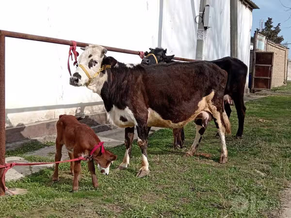 Kuh, Simmental cattle