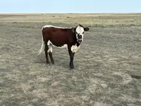 Kuh, Simmental cattle — Foto 1