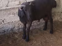 母羊, Sheep — 照片 2