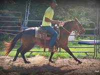 فرس, Standardbred — الصورة 5