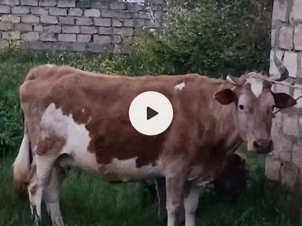 母牛, Azerbaijani zebu