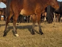 Caballo, Mugalzhar horse — foto 5