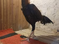 Chickens — 照片 8