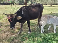 गाय, अलाताऊ नस्ल — फ़ोटो 2