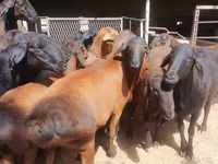 كبش, Hissar sheep — الصورة 4