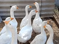 ليندا — الصورة 3
