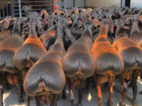 Ram, Baerchuke sheep — photo 1