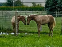 حصان, Rocky Mountain Horse — الصورة 3