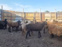 Schaf, Hissar sheep — Foto 2