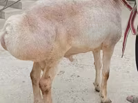 Carnero, Aland sheep — foto 2