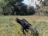 Shamo chickens — photo 3