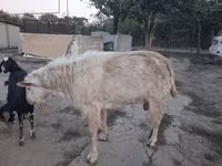 عنزة, Saanen goat — الصورة 2