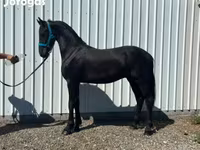 حصان, Friesian — الصورة 3