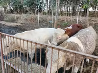 Toro, Simmental cattle — foto 4