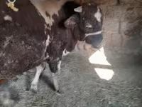 公牛, Russian Black pied cattle — 照片 6