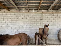 Yegua, Caballos — foto 3