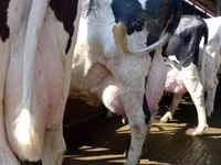 Cow, Russian Black pied cattle — photo 2