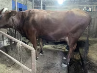 母牛, Swiss cattle — 照片 4