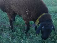 Widder, Qashqai sheep — Foto 4