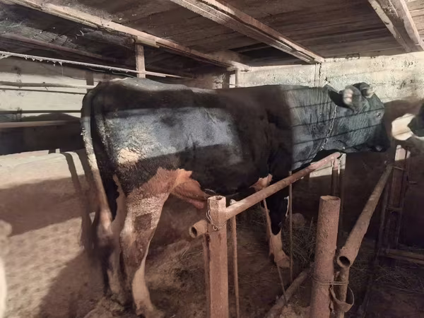 Bulle, Russian Black pied cattle