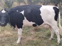 गाय, गोलस्टीन नस्ल — फ़ोटो 2