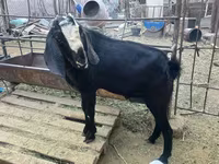 Billy Goat, Nubian Goat — photo 3