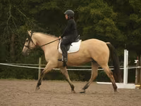 公马, Horses — 照片 2