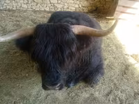 Toro, Highland — foto 4