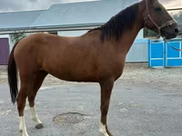 Caballo, Caballos — foto 3