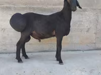Carnero, Hissar sheep — foto 2