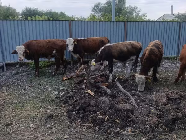 ثور, Simmental cattle