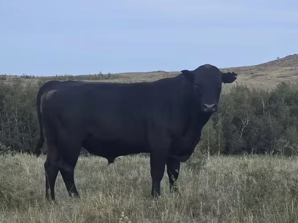 Bulle, Aberdeen-Angus