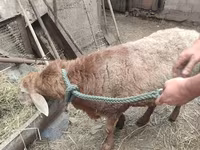 公羊, Sheep — 照片 1
