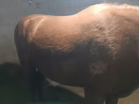 Mare, Budyonny horse — photo 1