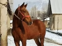 Hengst, Karabair horse — Foto 6