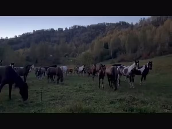 Yegua, New Altai Horse