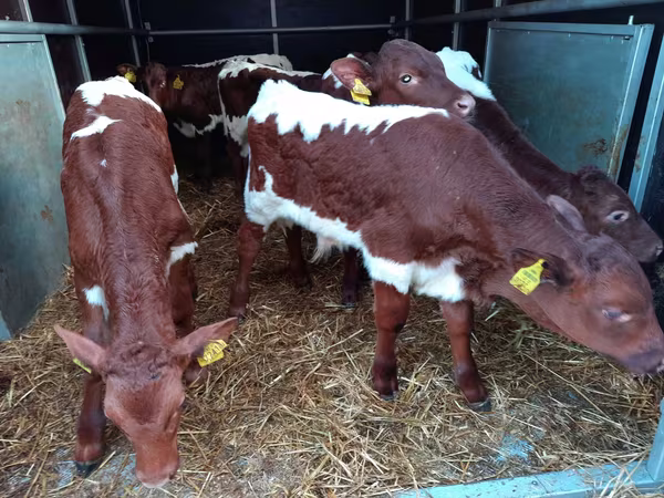 Bovinos (lote, sexo no especificado), Simmental cattle