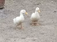 German Pekin — photo 8