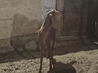 عنزة, Beetal goats — الصورة 3