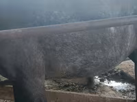 Mare, Horses — photo 3