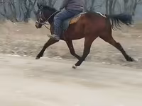حصان, الخيول — الصورة 4