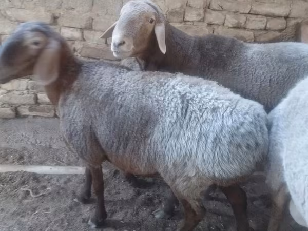 Oveja, Ovejas