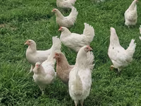 Chickens — Foto 1