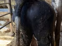 Bulle, Russian Black pied cattle — Foto 5