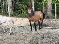 فرس, Black Sea breed — الصورة 4