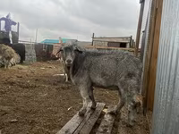 تيس, Alpine goat — الصورة 1